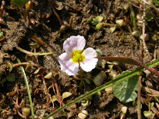 Baldellia ranunculoides - Moerasweegbree