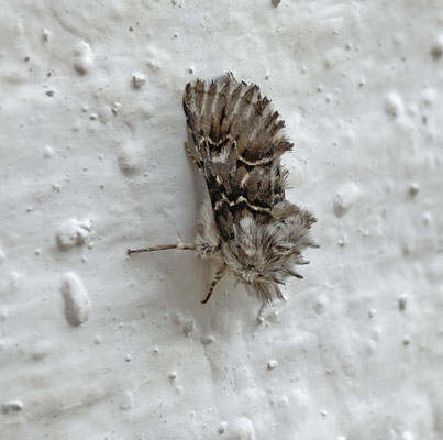 Cleonymia baetica