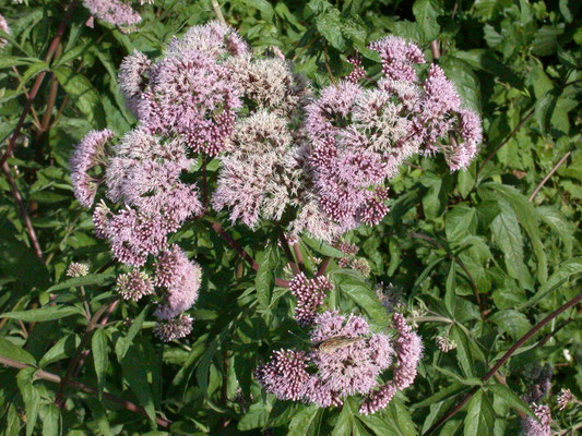 Eupatorium cannabinum - Koninginnekruid