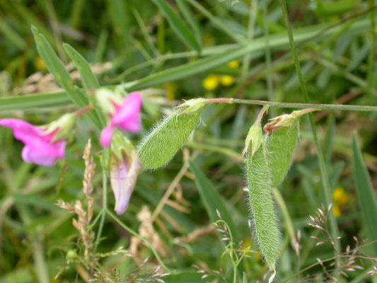 Lathyrus hirsutus - Ruige lathyrus