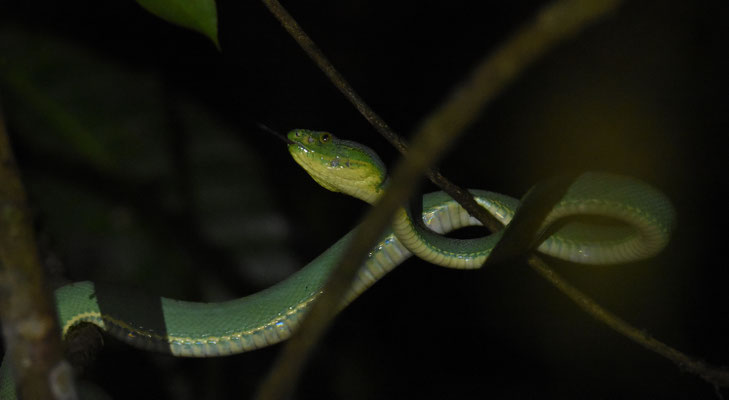 Bothriopsis bilineata bilineata - Groene Boomlanspuntslang (Papegaaislang)