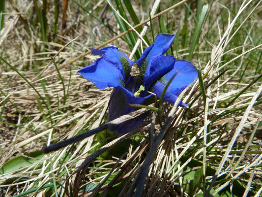 Gentiana acaulis - Koch's gentiaan
