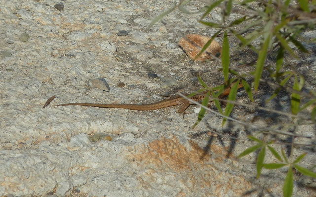 Podarcis peloponnesiacus