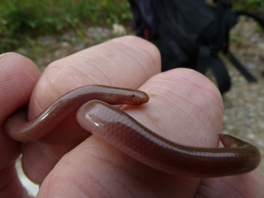 Typhlops vermicularis (slanke wormslang)