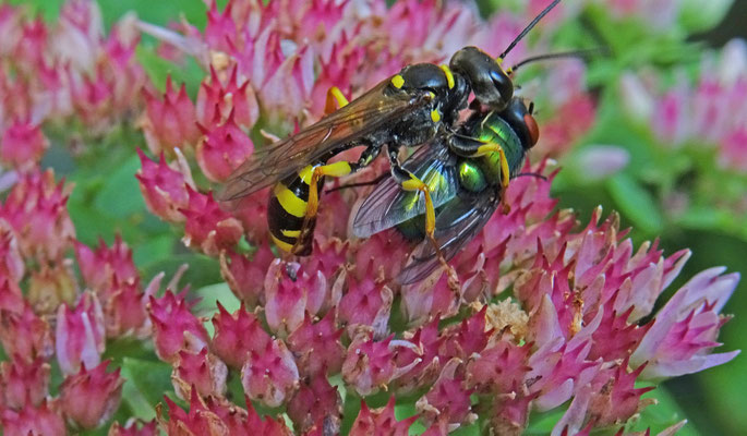 Mellinus arvensis - Gewone Vliegendoder