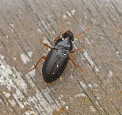 Harpalus smaragdinus - Smaragdkruiper (vrouw)