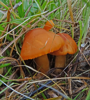 Hygrocybe pratensis - Weidewasplaat