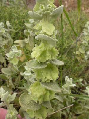 Ballota acetabulosa