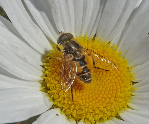 Eristalis abusiva - Kustbijvlieg
