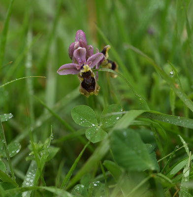 Wolzweverophrys