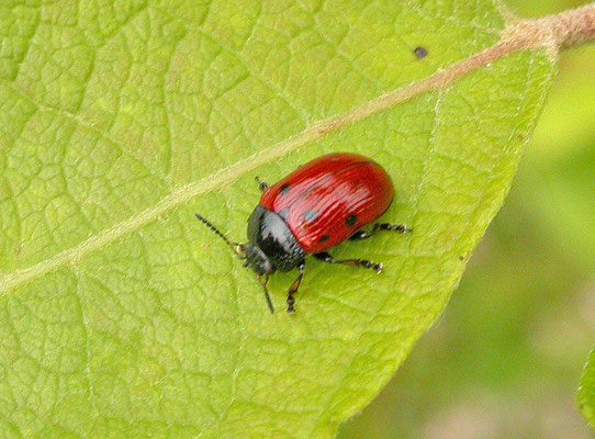 Gonioctena viminalis - Rood struikhaantje