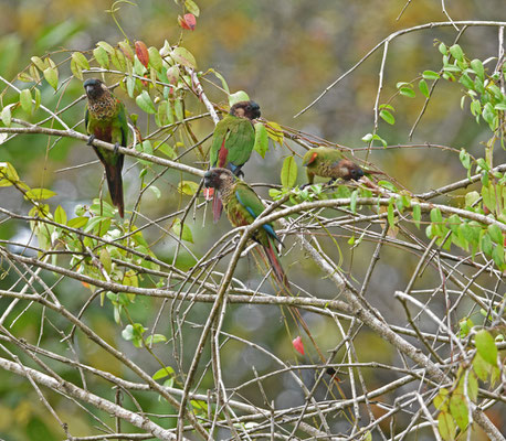 Painted Parakeet