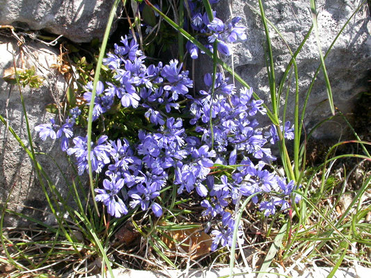 Polygala alpestris - Alpenvleugeltjesbloem