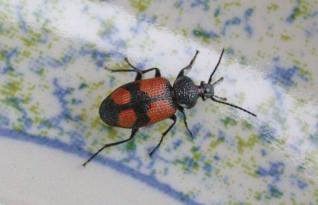 Panagaeus crux-major