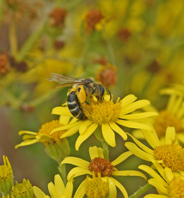 Grasbij