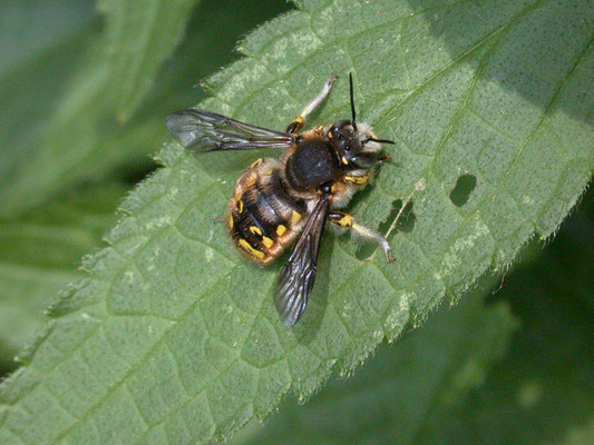 Anthidium manicatum - Grote wolbij