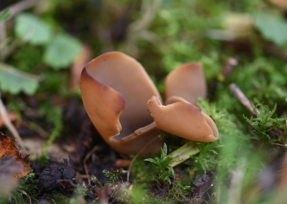 Otidea alutacea - Zeemkleurig hazenoor