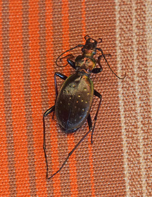 Carabus depressus