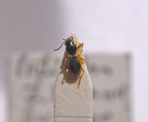 Cillenus lateralis - Strandpriemkever