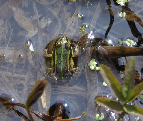 Pelophylax lessonae (poelkikker)