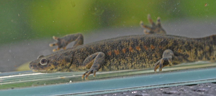 Ribbensalamander