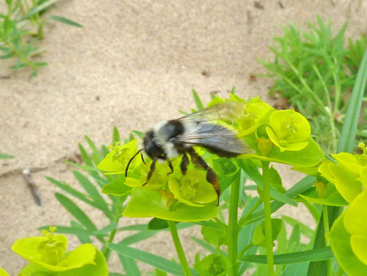 Andrena cineraria - Asbij