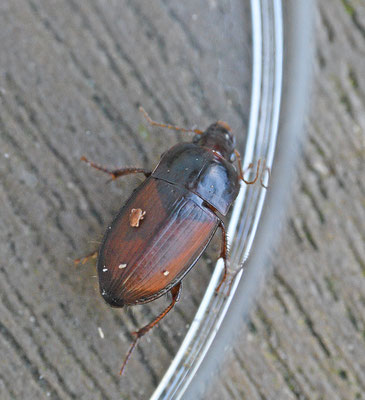 Harpalus servus - Brede duinkruiper