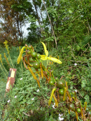 Asphodeline lutea - Gele affodil