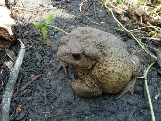 Bufo bufo