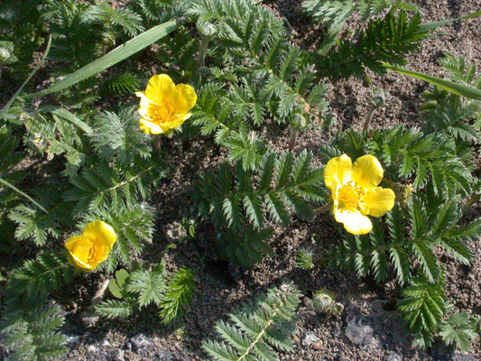 Potentilla anserina - Zilverschoon