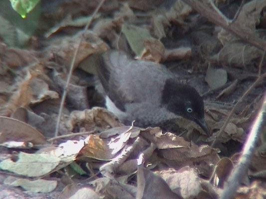 Black-capped Babbler