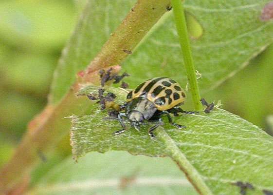 Chrysomela vigintipunctata
