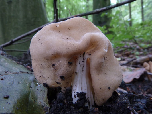 Helvella crispa - Witte kluifzwam