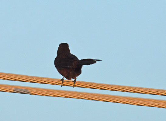 Silver-beaked Tanager, female