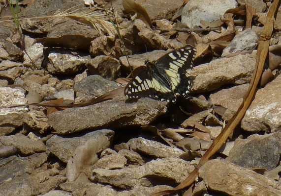 Papilio hospiton