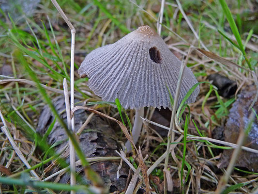 Parasola auricoma - Kastanje inktzwam