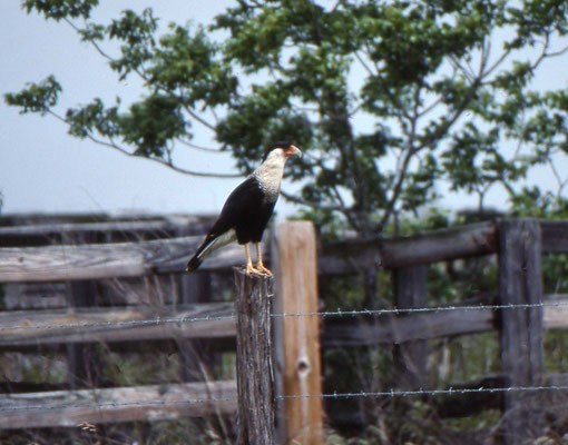 Crested Caracara