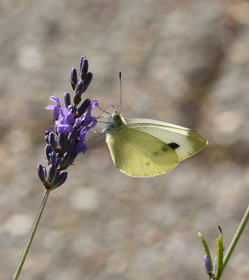 Scheefbloemwitje