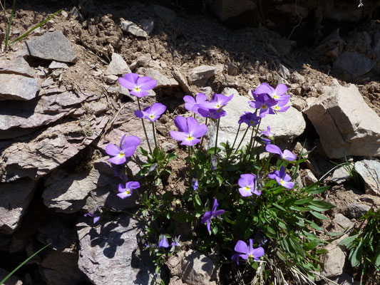 Viola calcarata