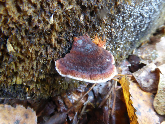 Ischnoderma benzoinum - Teervlekkenzwam