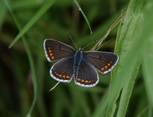 Bruin blauwtje