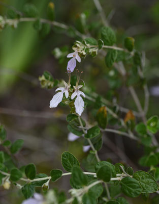 Teucrium fruticans
