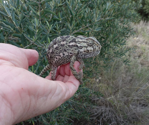 Mediterrane kameleon