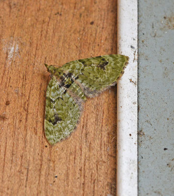Chloroclystis v-ata - V-dwergspanner