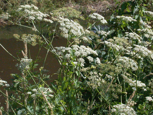 Peucedanum palustre - Melkeppe