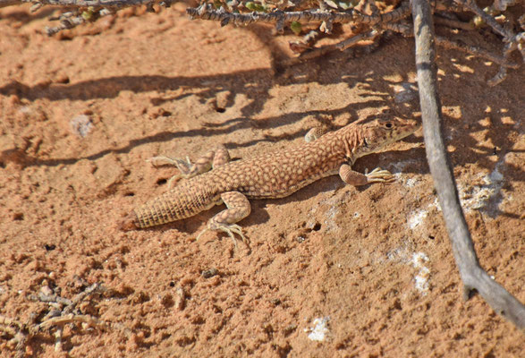 Acanthodactylus scutellatus