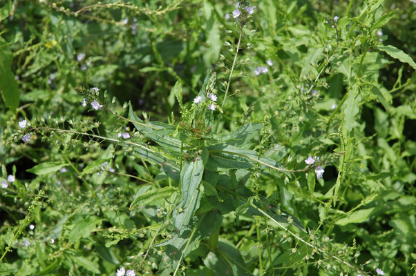 Veronica anagallis-aquatica - Blauwe waterereprijs