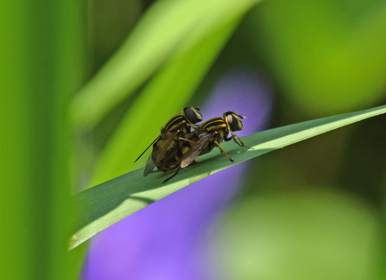 Helophilus pendulus - Gewone pendelvlieg