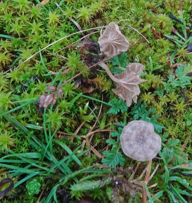 Omphalina galericolor - Duinmostrechtertje