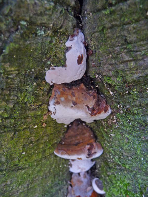 Ganoderma adspersum - Dikrandtonderzwam